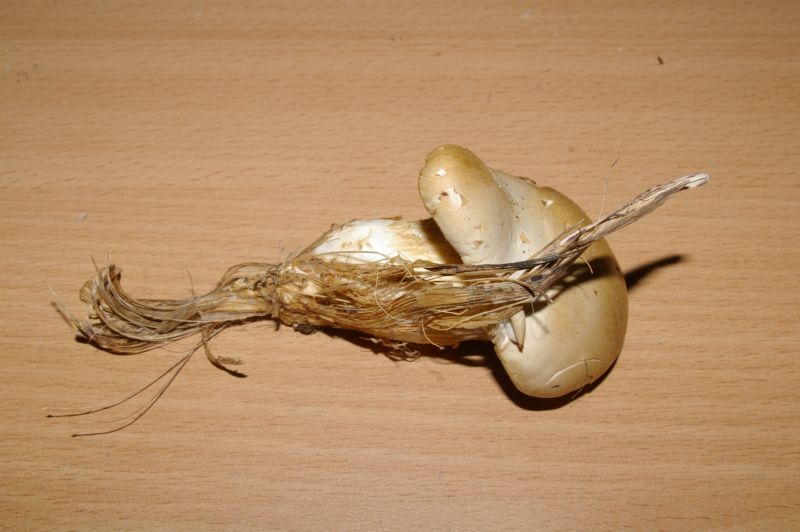 Pleurotus eryngii var. nebrodensis
